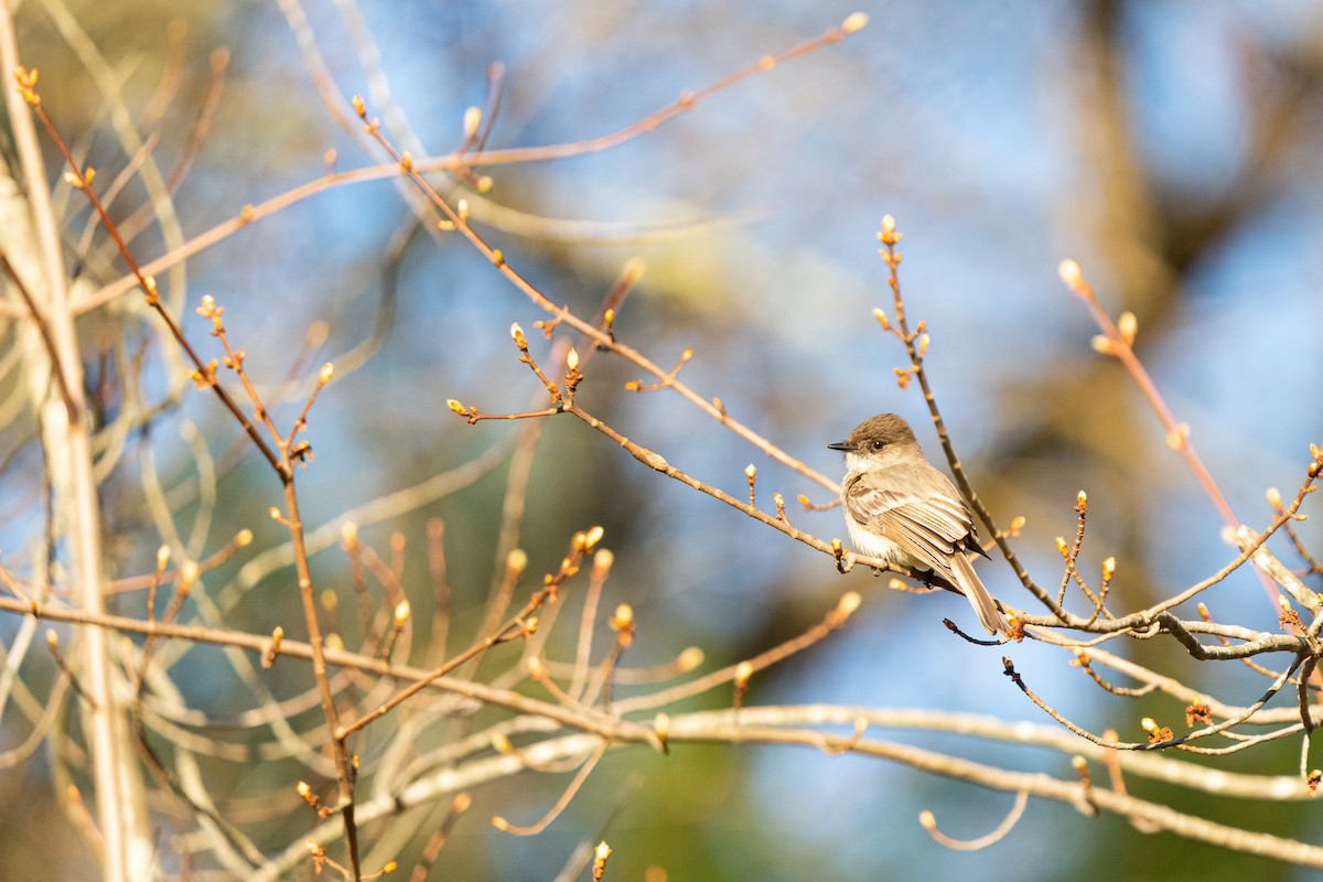 Eastern Phoebe - ML442653531