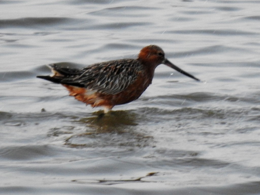 Bar-tailed Godwit - ML442653611