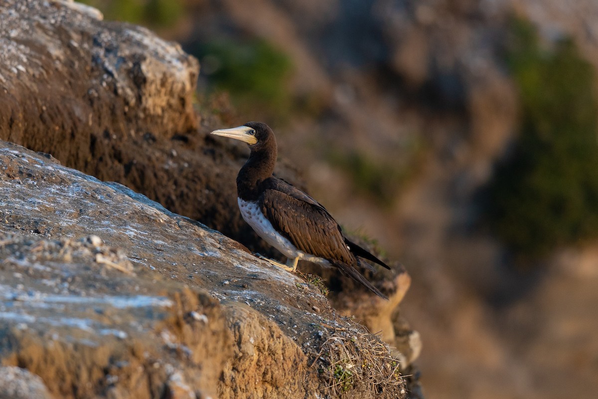 Brown Booby - ML442657471