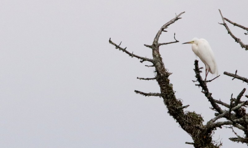 Great Egret (alba) - ML442658031