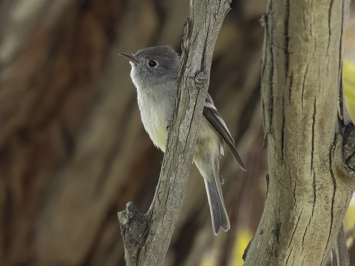Gray Flycatcher - ML442658691