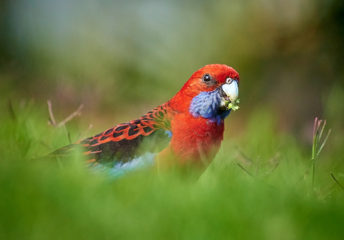 Crimson Rosella - ML442659981