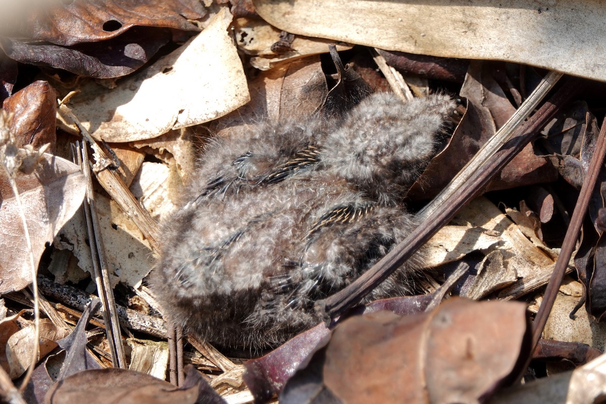 Blackish Nightjar - ML442660961