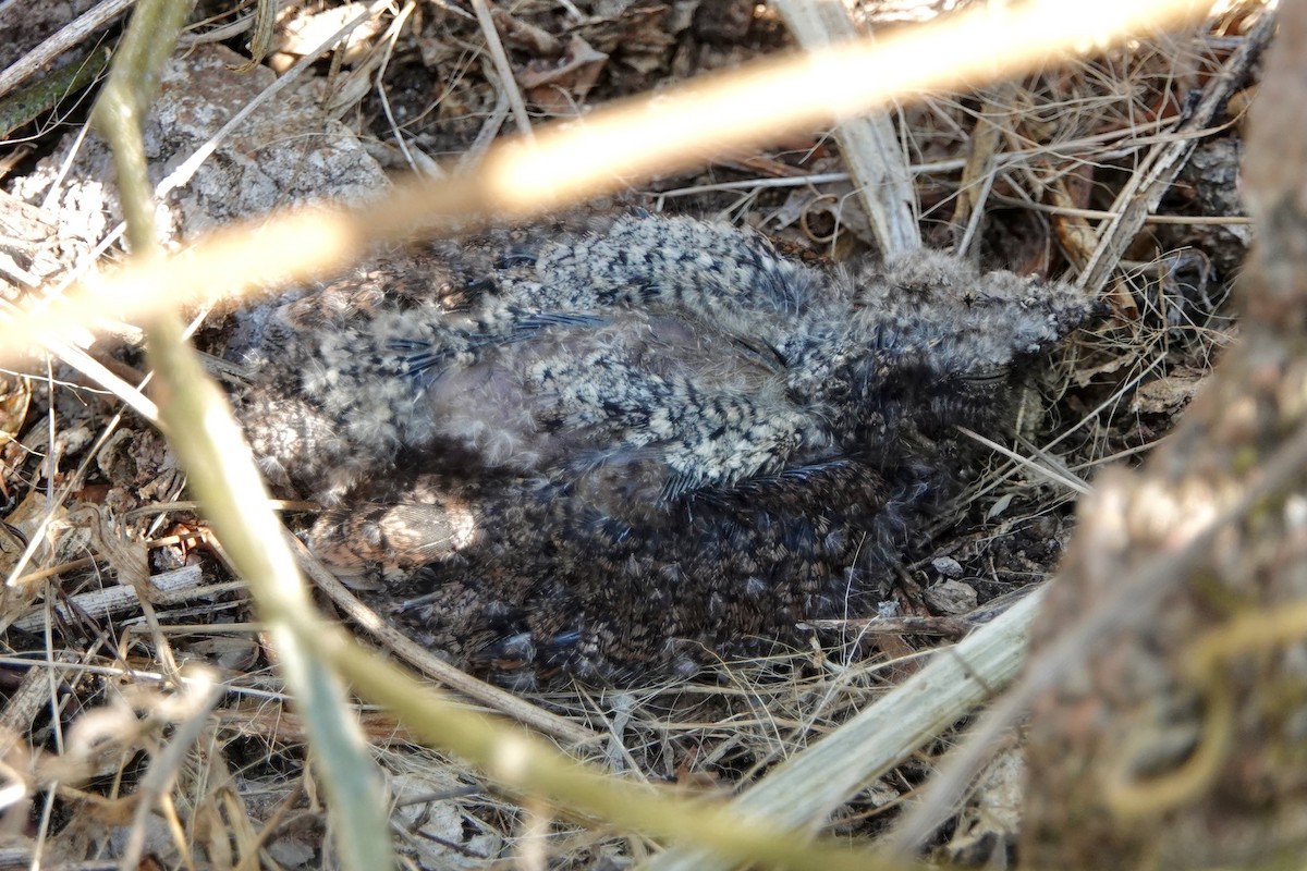 Blackish Nightjar - ML442661471