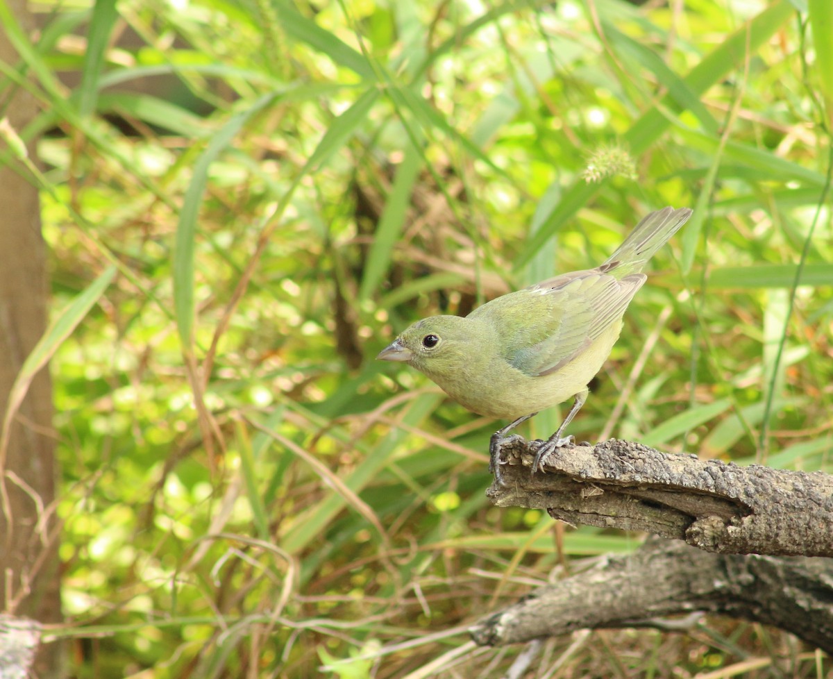 Painted Bunting - ML442661591