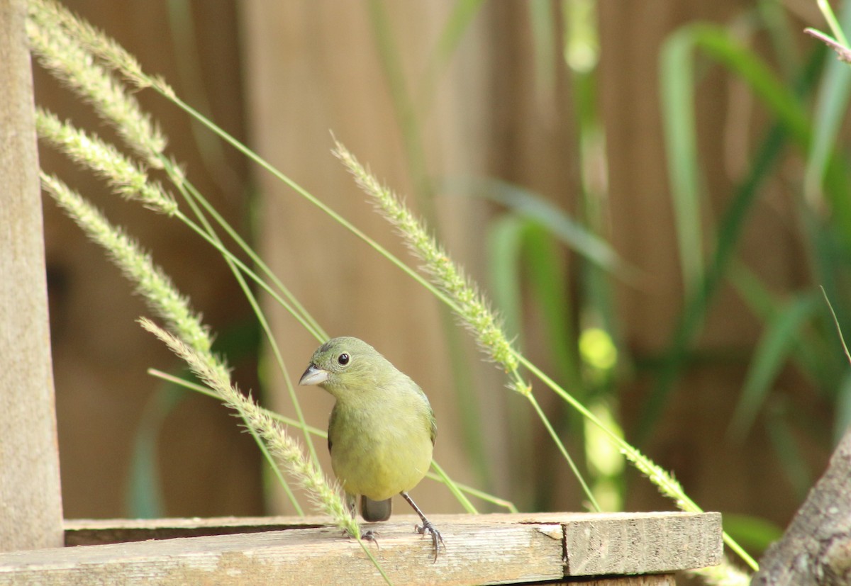 Painted Bunting - ML442661911
