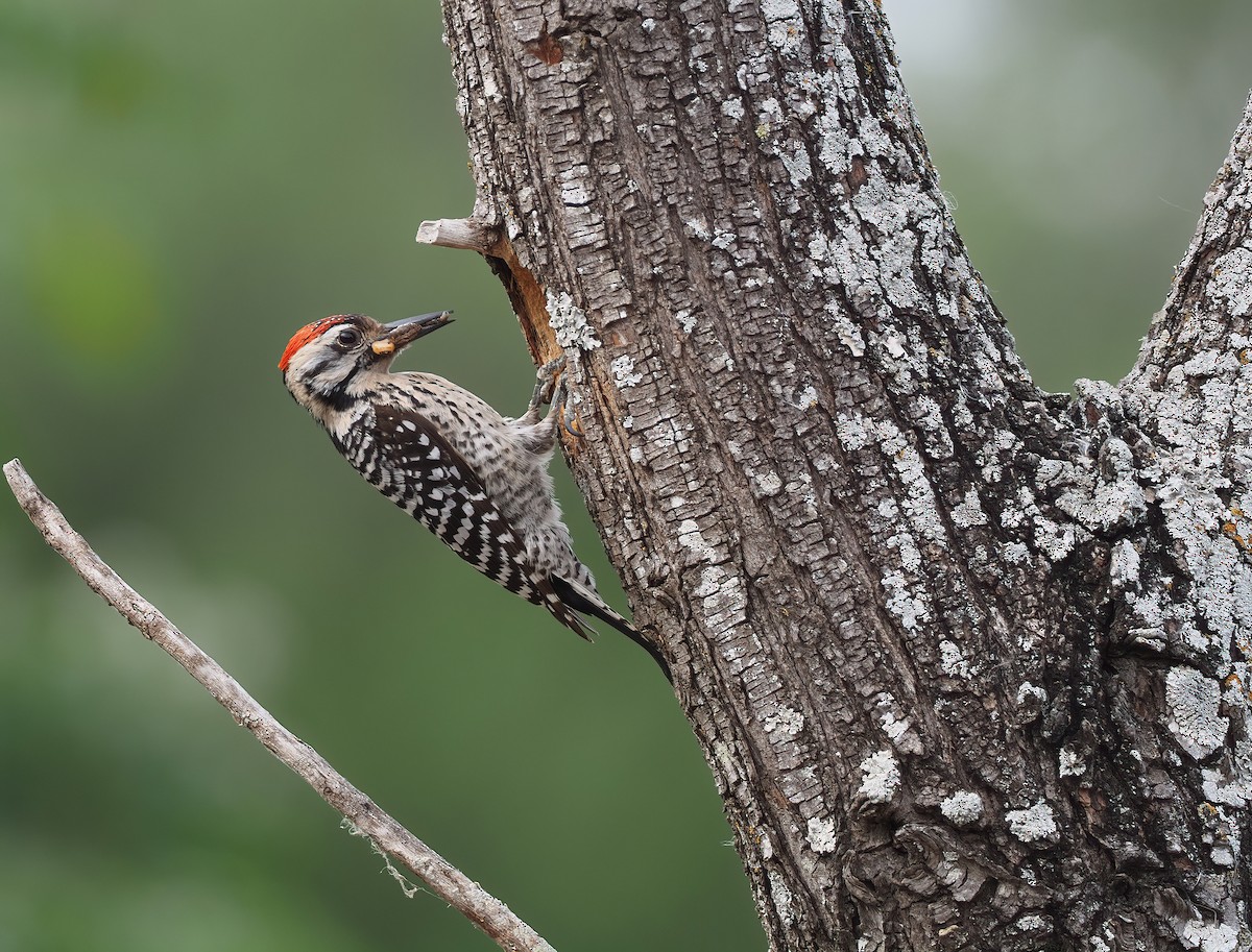 Ladder-backed Woodpecker - Sam Woods