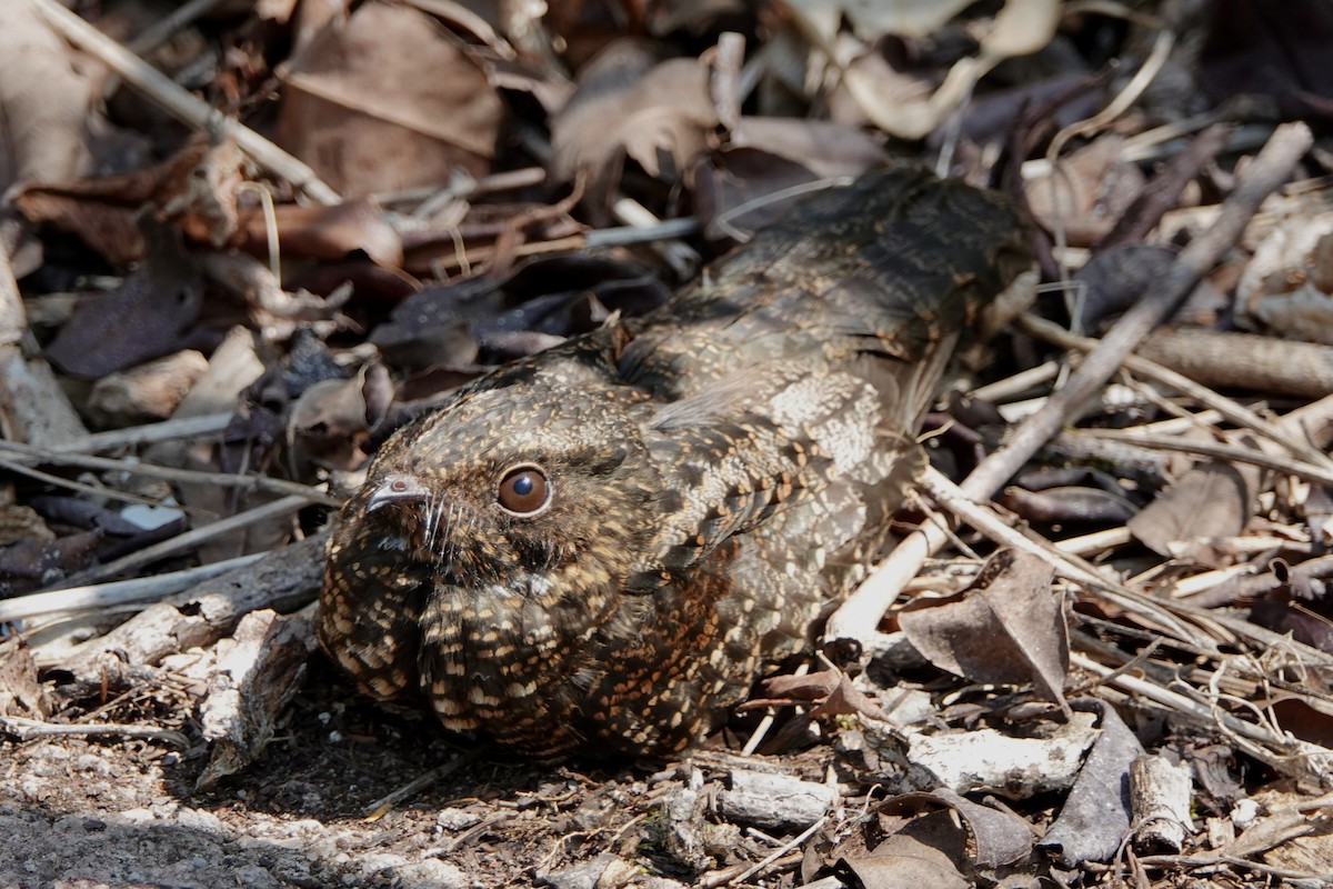 Blackish Nightjar - ML442662061