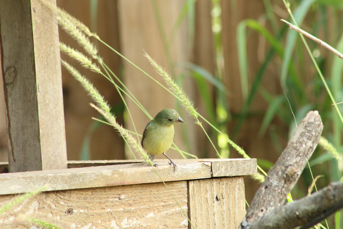 Painted Bunting - ML442662201