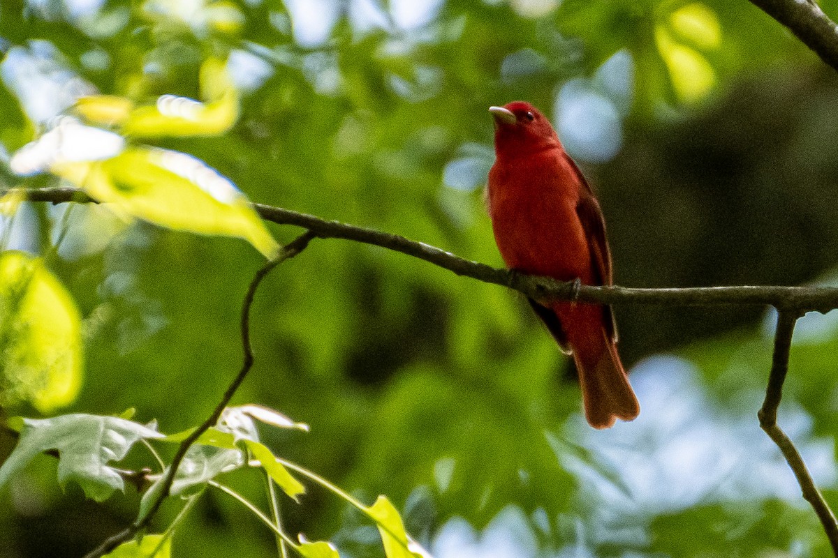 Summer Tanager - ML442662351