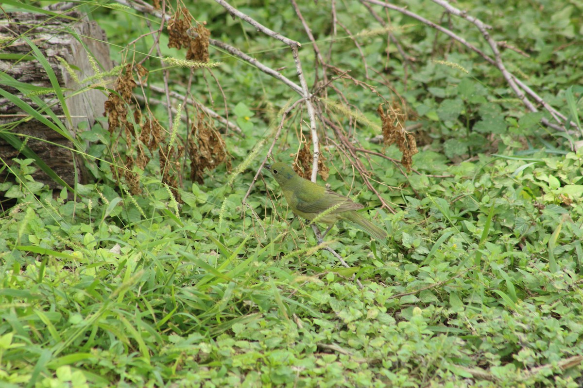 Painted Bunting - ML442662401