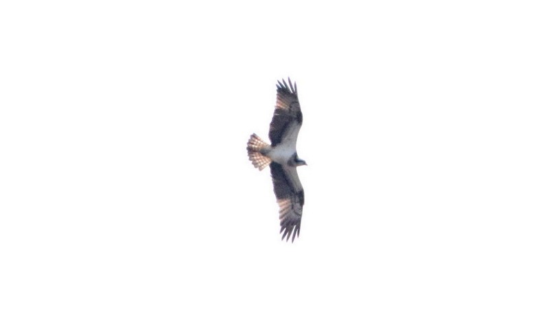 Águila Pescadora - ML442662801