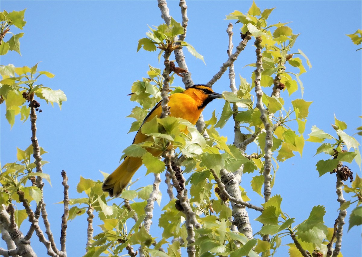Bullock's Oriole - ML442663861
