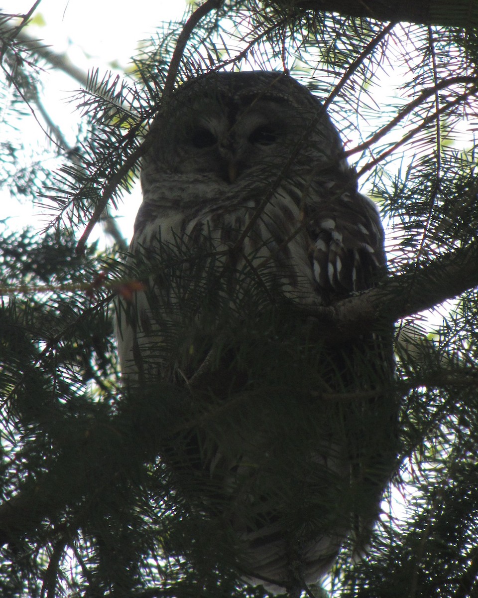 Barred Owl - ML442664991