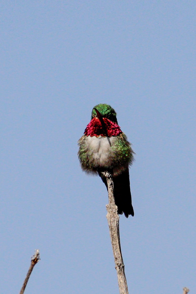Broad-tailed Hummingbird - ML442665471