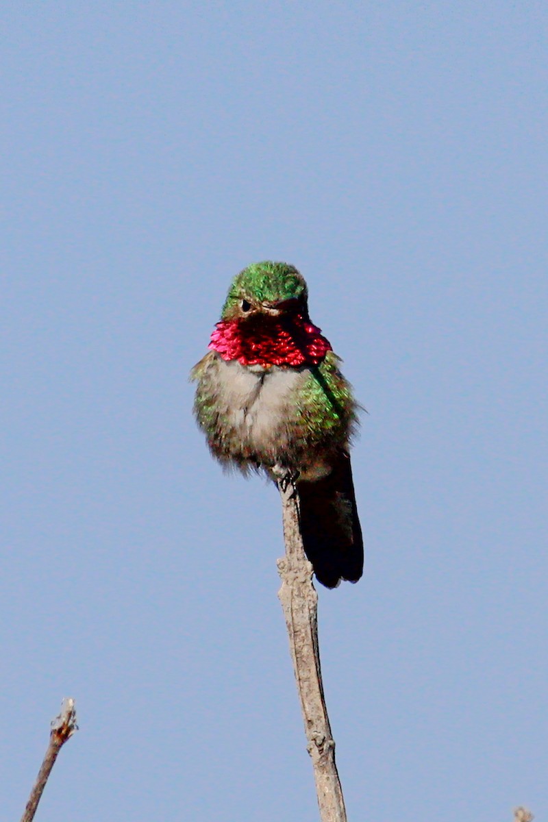 Geniş Kuyruklu Kolibri - ML442665601