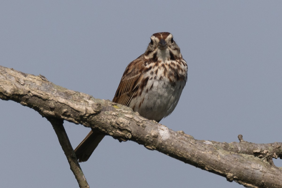 Song Sparrow - ML442666181