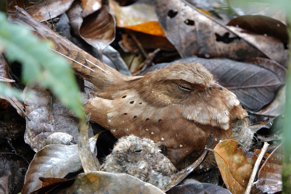 Ocellated Poorwill - Bobby Wilcox