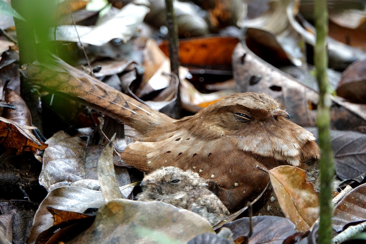 Ocellated Poorwill - Bobby Wilcox