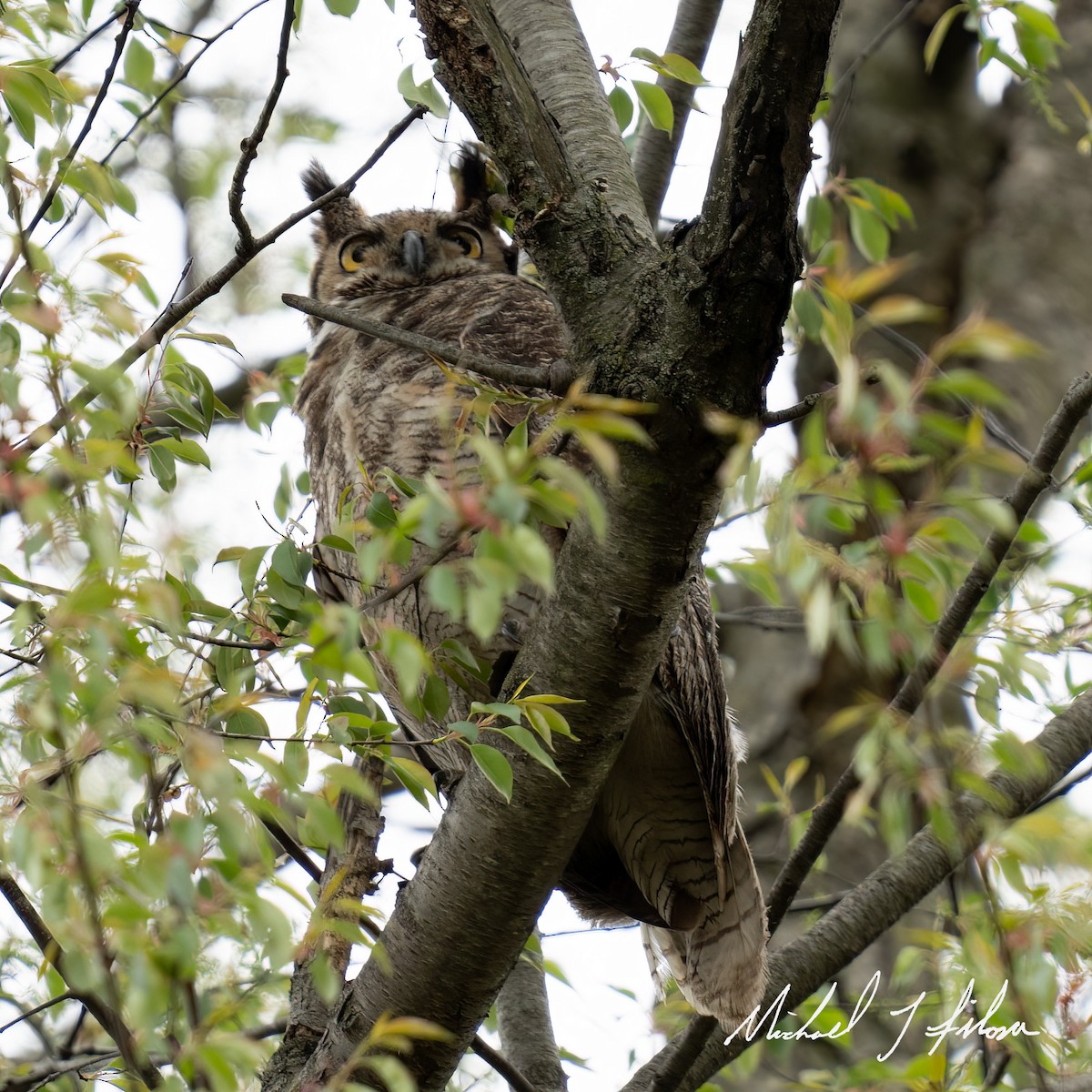 Great Horned Owl - Michael Filosa