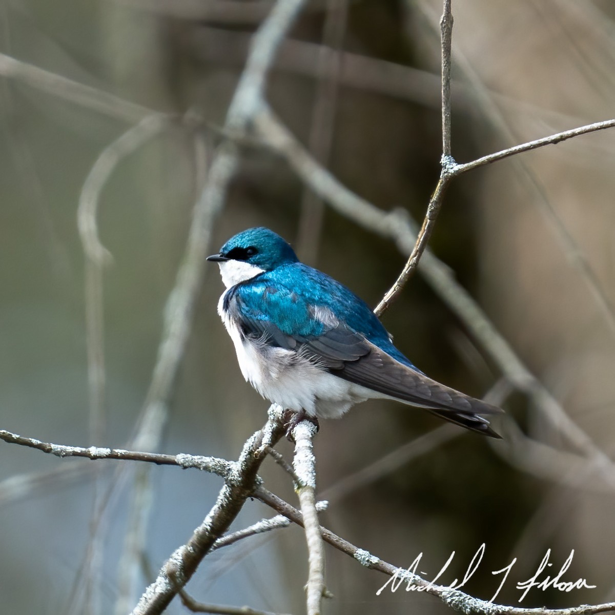 Tree Swallow - ML442668711