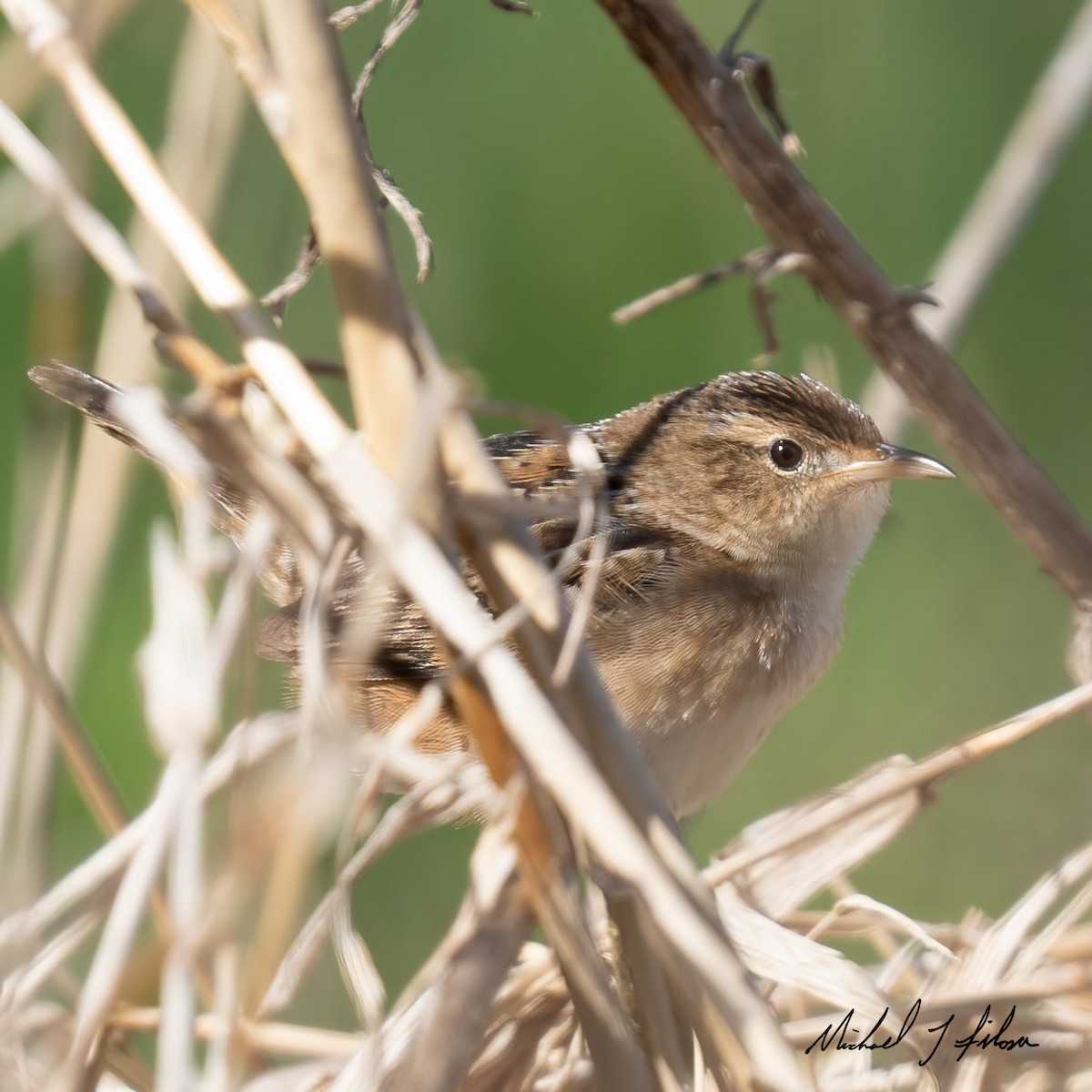 Sedge Wren - Michael Filosa