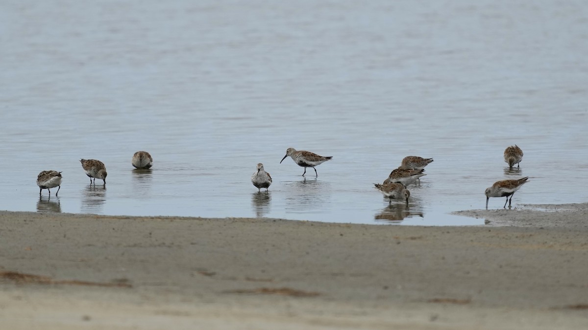 Dunlin - ML442669451