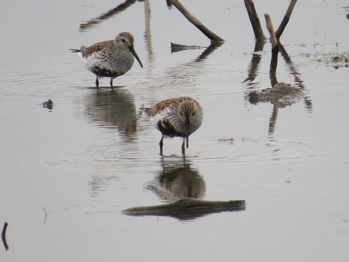 Dunlin - Michael L Crouse