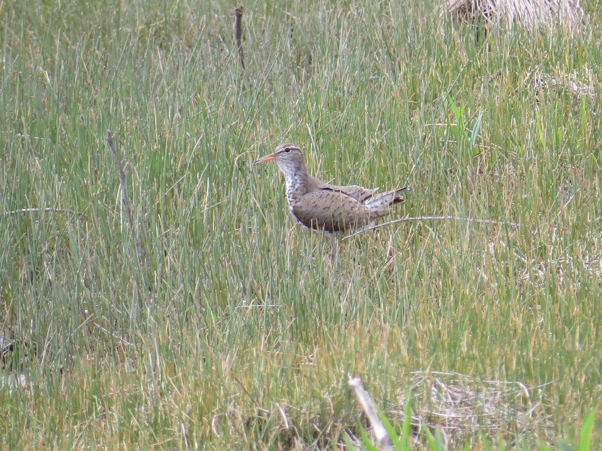 Spotted Sandpiper - ML442670711