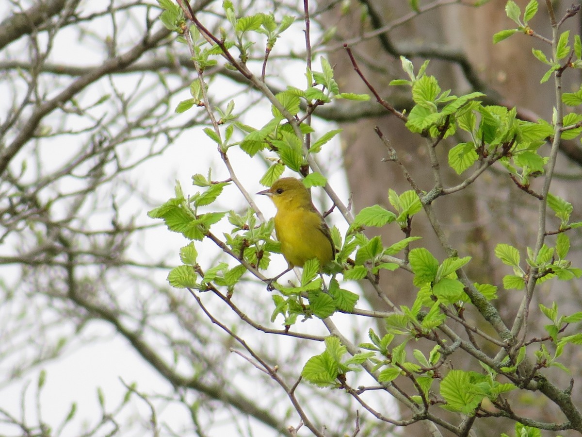 Orchard Oriole - ML442670861