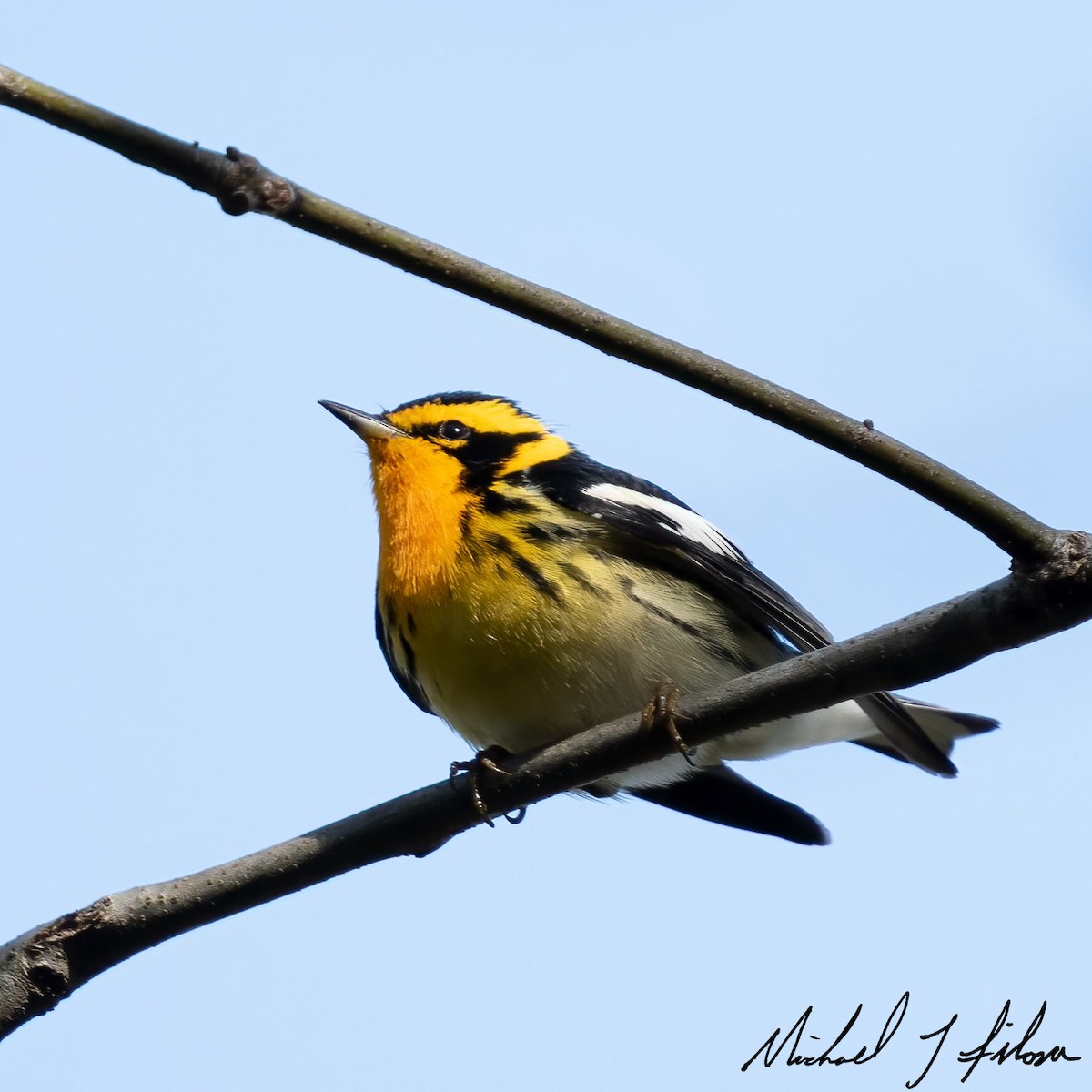 Blackburnian Warbler - ML442671511