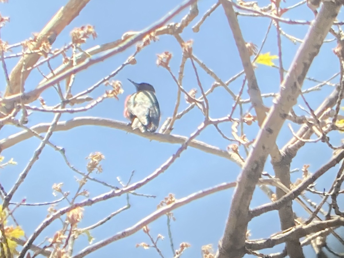 Lewis's Woodpecker - ML442672361