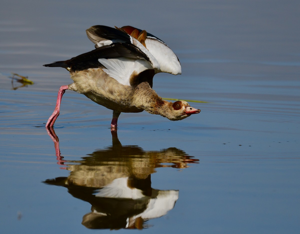 Egyptian Goose - ML442673221