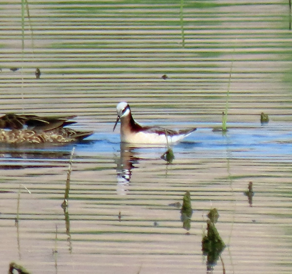 Wilson's Phalarope - ML442673621