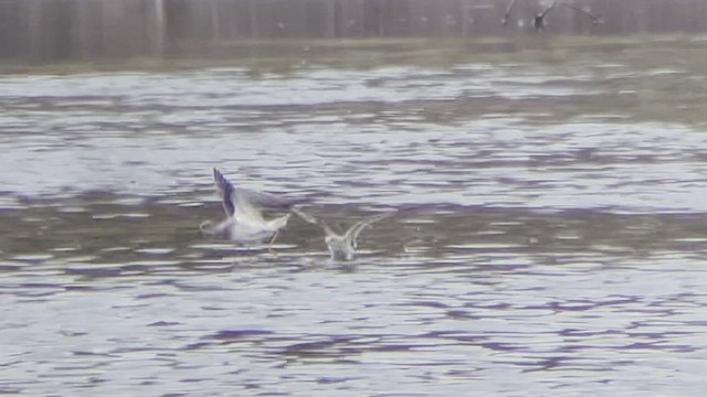 Marsh Sandpiper - ML442673791