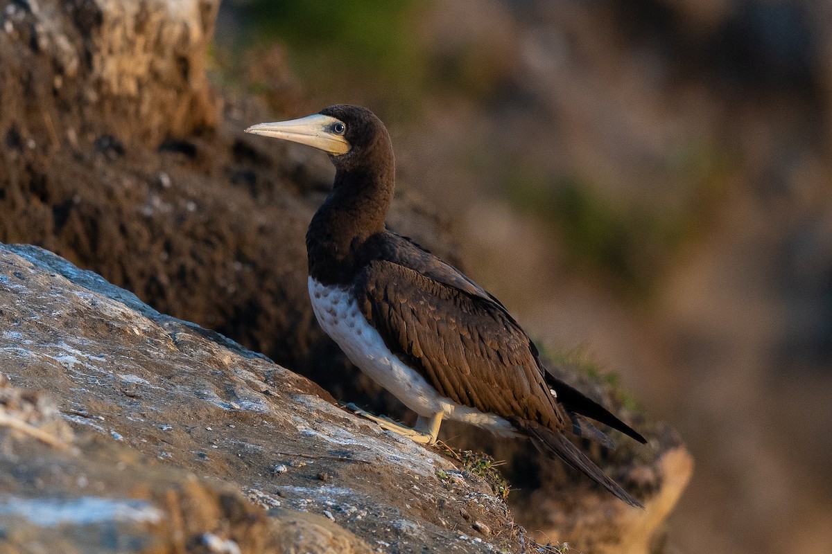 Brown Booby - ML442674041