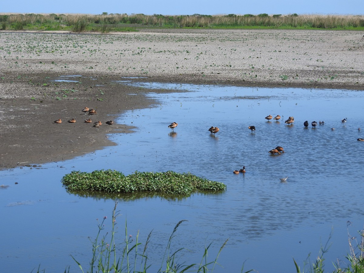 Fulvous Whistling-Duck - ML442674751