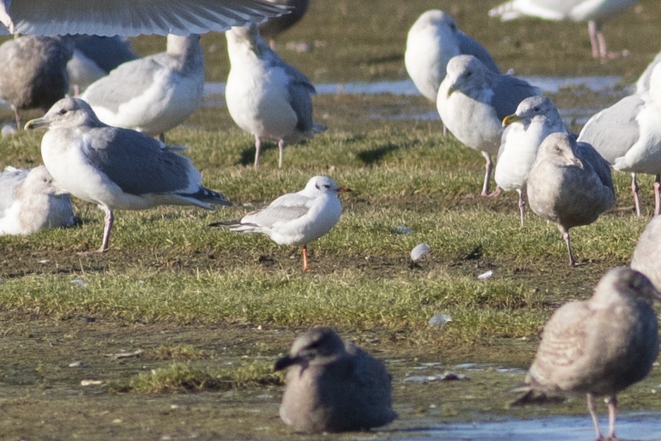 Black-headed Gull - Liron Gertsman