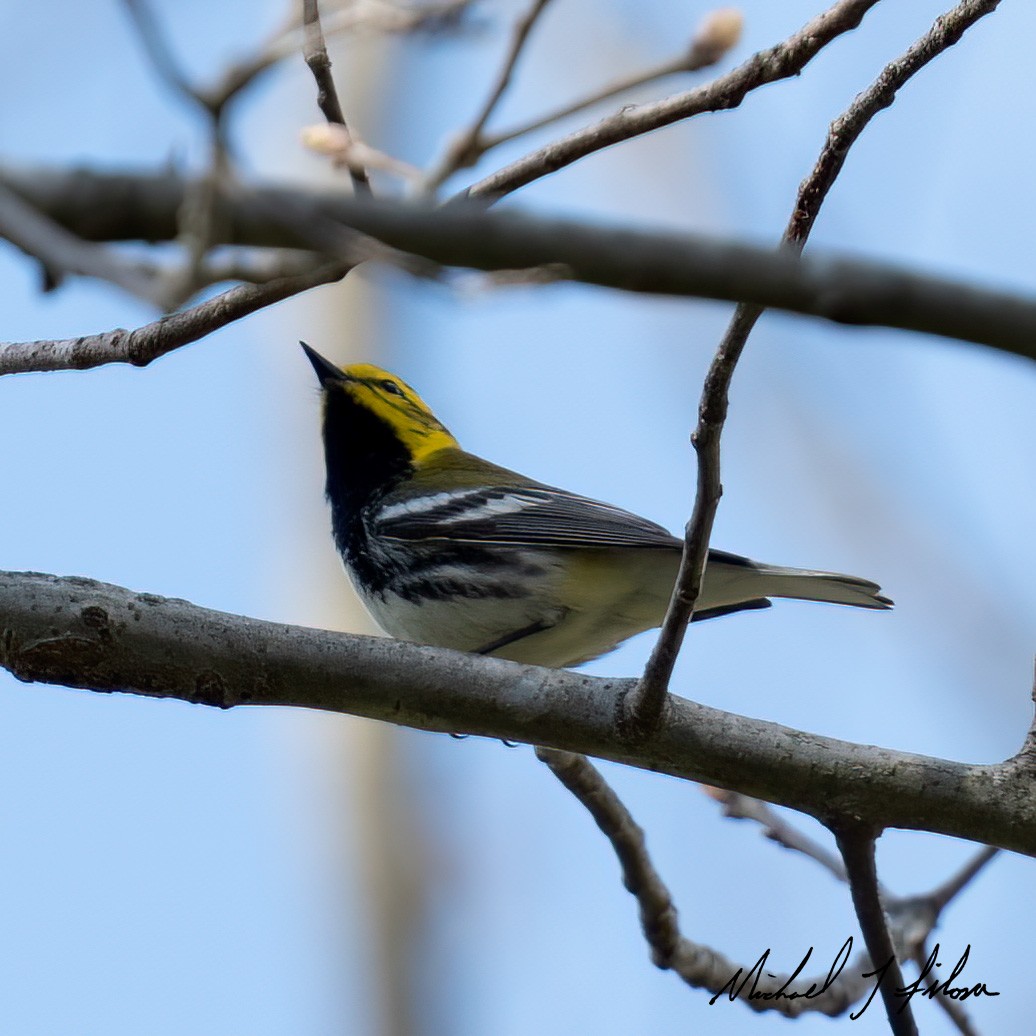 Black-throated Green Warbler - ML442674881