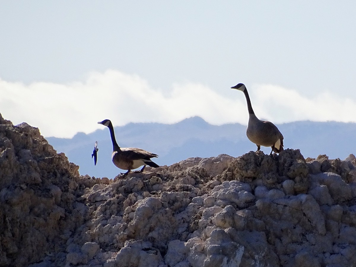 Canada Goose - ML442676101