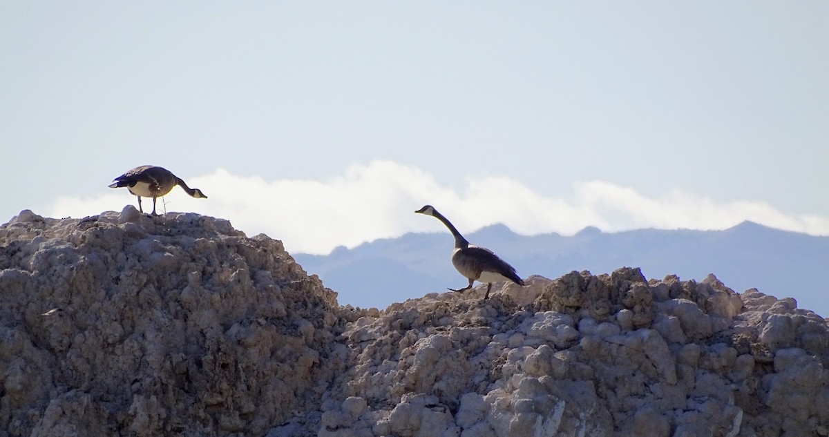 Canada Goose - ML442676181