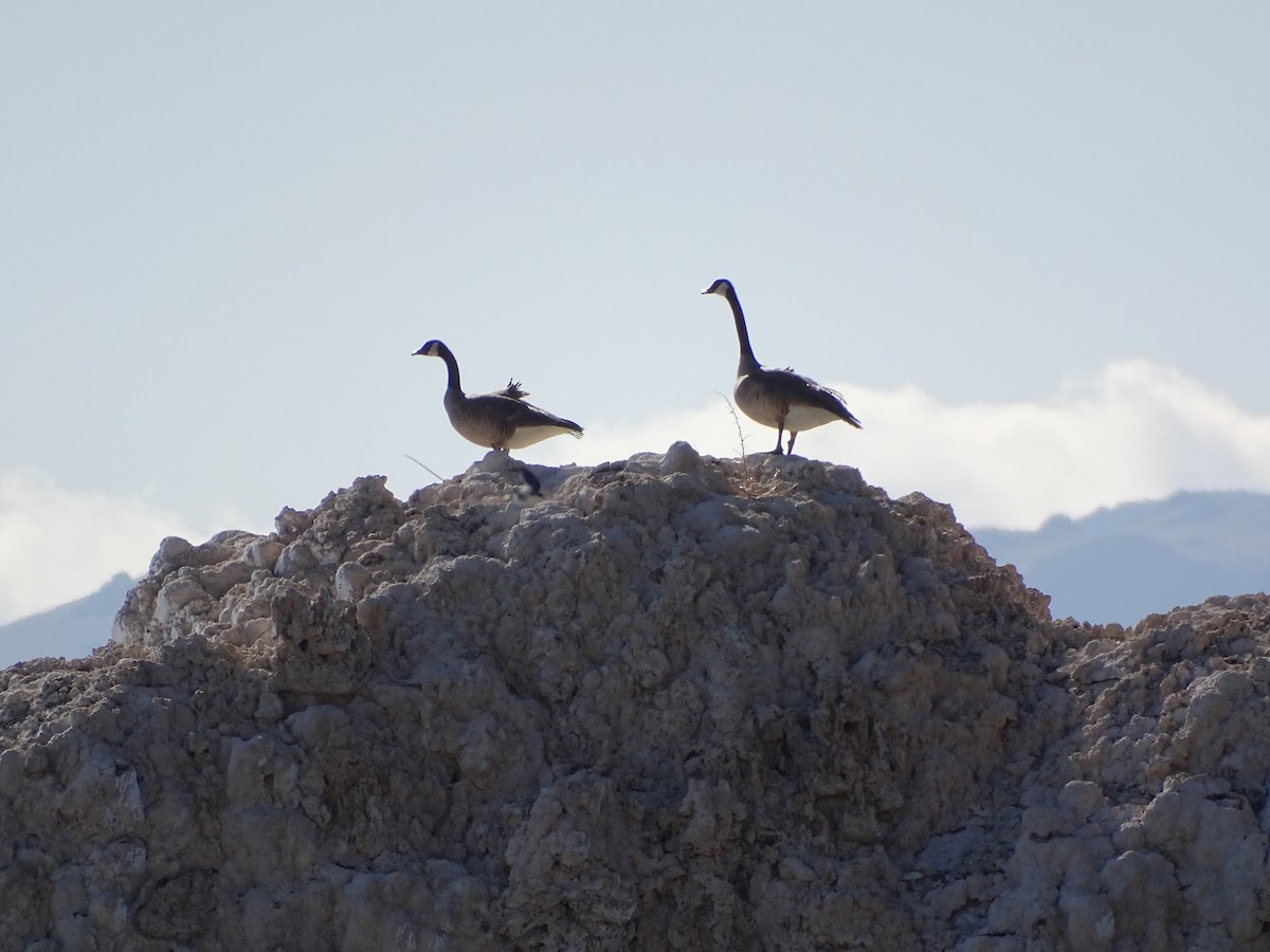 Canada Goose - ML442676331