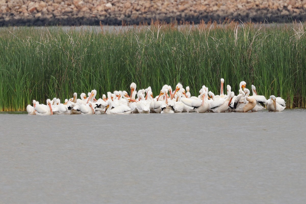 American White Pelican - ML442676411