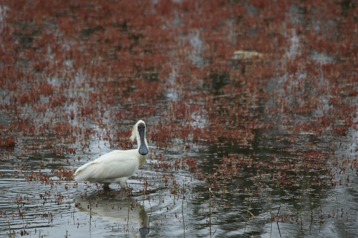 Royal Spoonbill - ML44267661