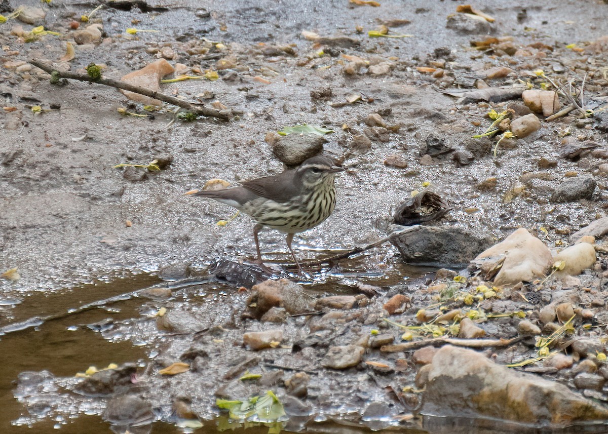 Louisiana Waterthrush - ML442677111