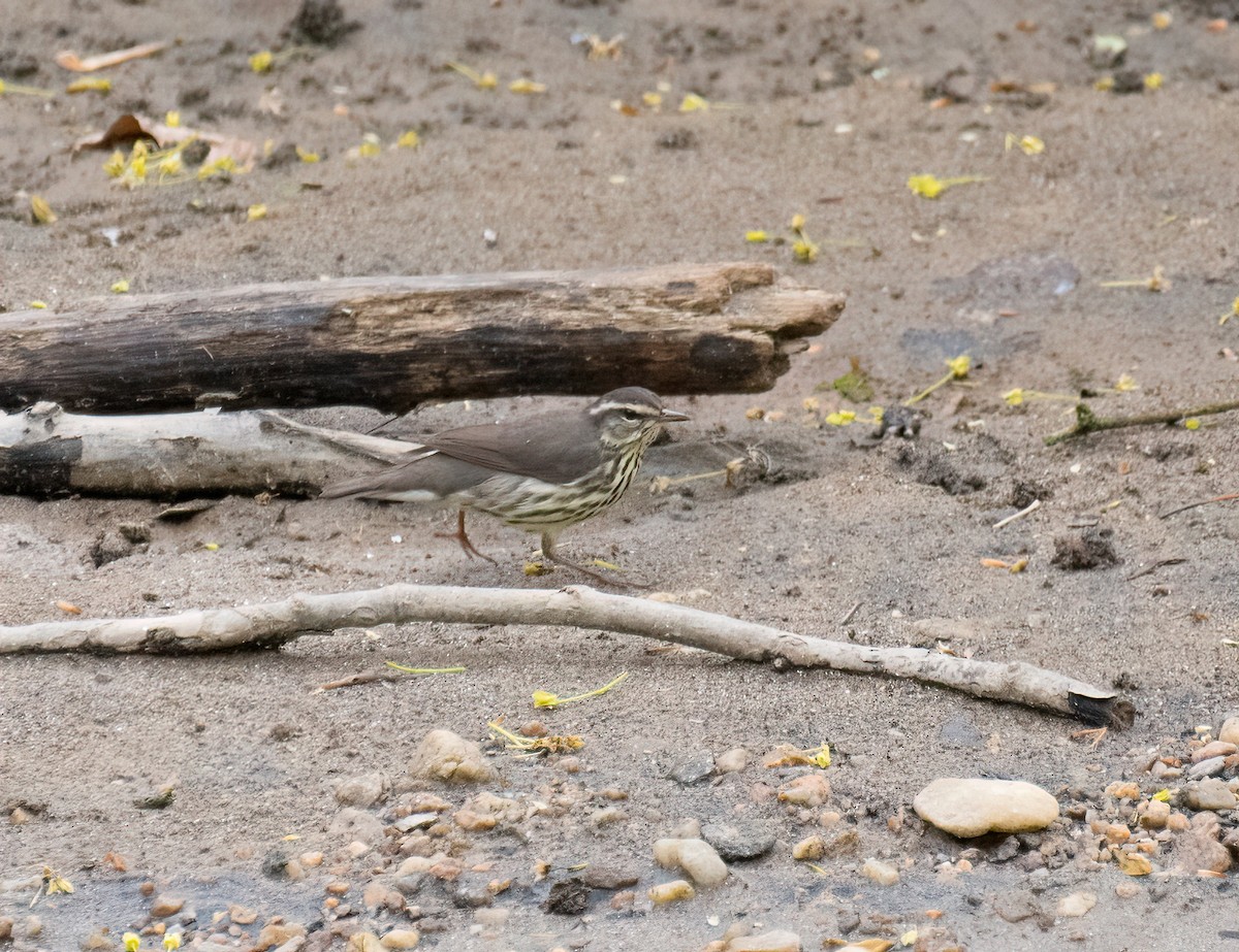 Louisiana Waterthrush - Greg Darone