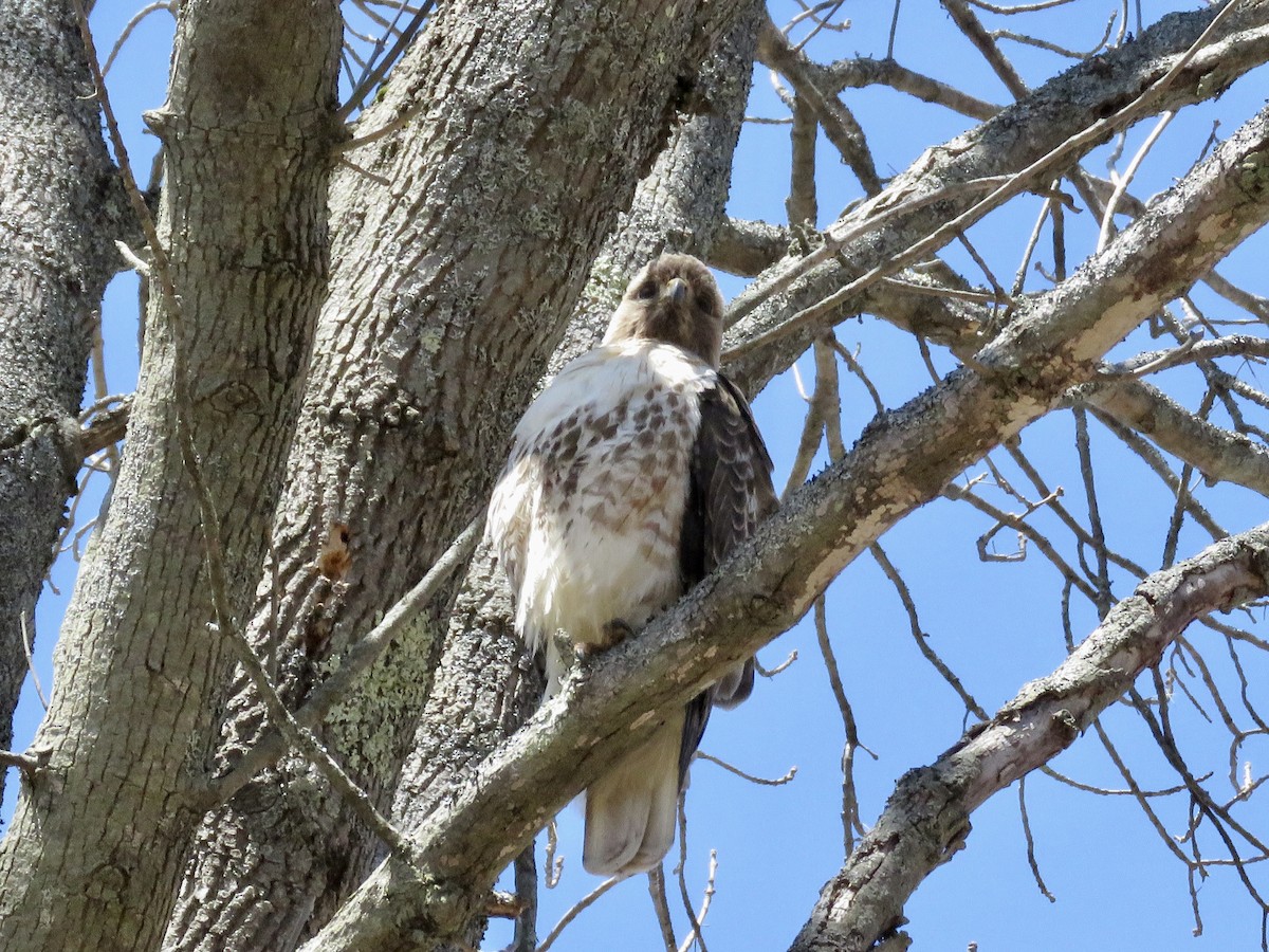 Red-tailed Hawk - Michelle Wainer