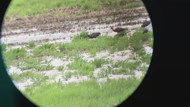 White-faced Ibis - ML442677871