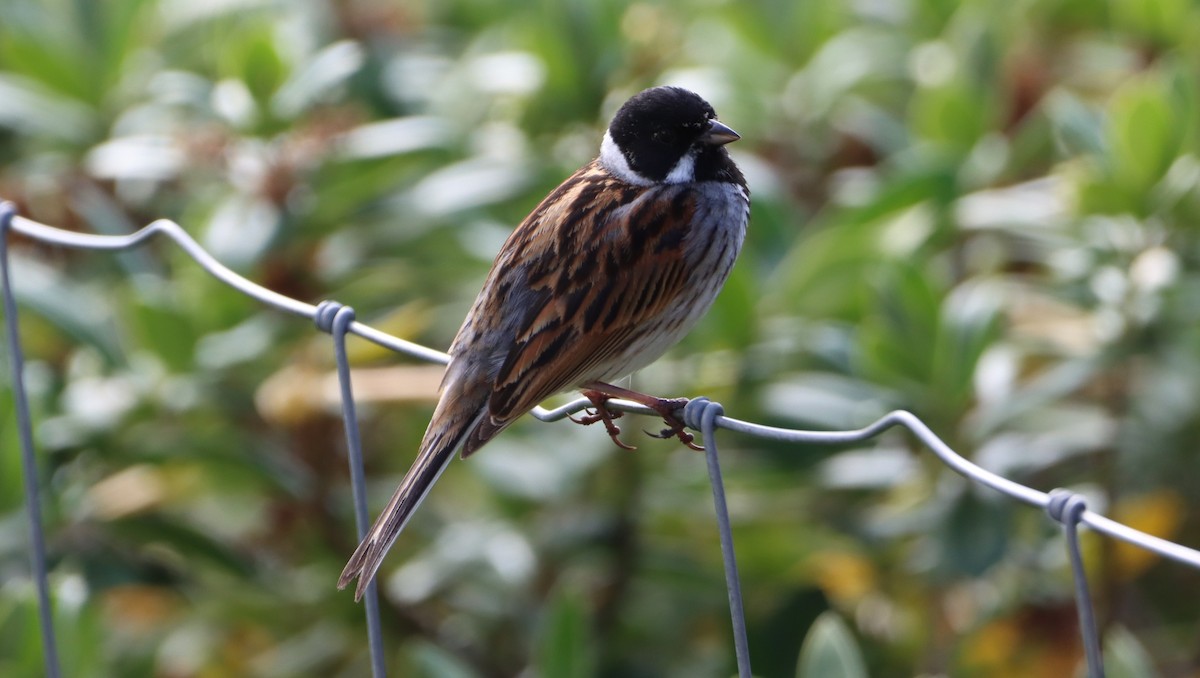 Reed Bunting - ML442678911