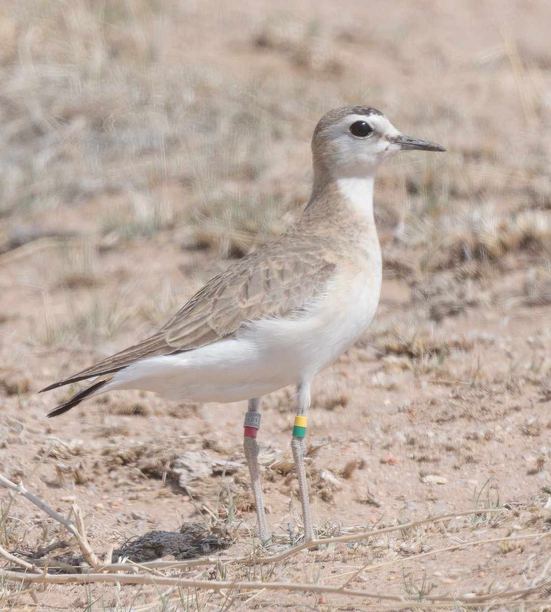 Mountain Plover - ML442679541